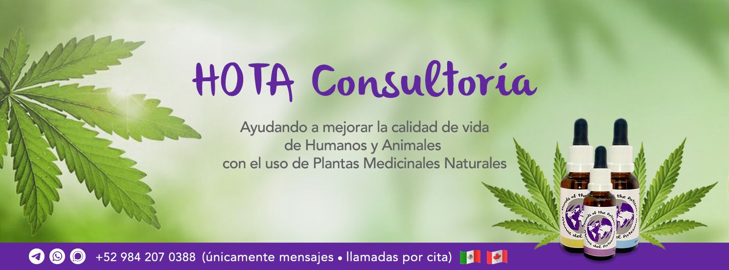 Consultoría de Aceites de CBD